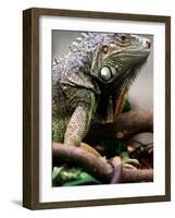 Green Iguana at Exotic Animal Exhibition, Sofia, Bulgaria-Petar Petrov-Framed Photographic Print