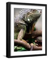 Green Iguana at Exotic Animal Exhibition, Sofia, Bulgaria-Petar Petrov-Framed Photographic Print