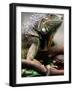 Green Iguana at Exotic Animal Exhibition, Sofia, Bulgaria-Petar Petrov-Framed Photographic Print