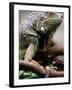 Green Iguana at Exotic Animal Exhibition, Sofia, Bulgaria-Petar Petrov-Framed Photographic Print