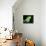 Green Iguana, Borro Colorado Island, Panama-Christian Ziegler-Stretched Canvas displayed on a wall