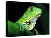 Green Iguana, Borro Colorado Island, Panama-Christian Ziegler-Stretched Canvas