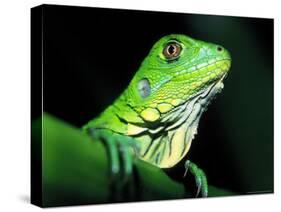 Green Iguana, Borro Colorado Island, Panama-Christian Ziegler-Stretched Canvas