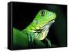 Green Iguana, Borro Colorado Island, Panama-Christian Ziegler-Framed Stretched Canvas