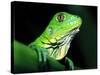 Green Iguana, Borro Colorado Island, Panama-Christian Ziegler-Stretched Canvas