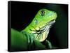 Green Iguana, Borro Colorado Island, Panama-Christian Ziegler-Framed Stretched Canvas