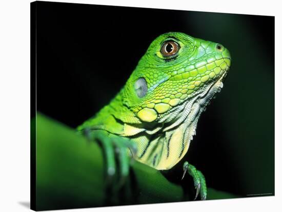 Green Iguana, Borro Colorado Island, Panama-Christian Ziegler-Stretched Canvas