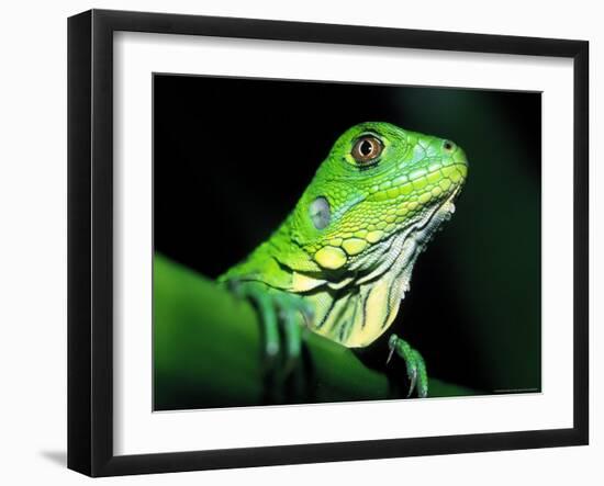 Green Iguana, Borro Colorado Island, Panama-Christian Ziegler-Framed Photographic Print