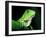 Green Iguana, Borro Colorado Island, Panama-Christian Ziegler-Framed Photographic Print