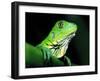 Green Iguana, Borro Colorado Island, Panama-Christian Ziegler-Framed Photographic Print