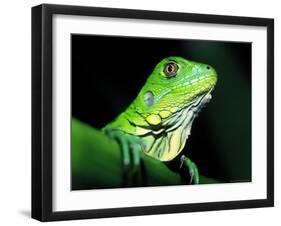 Green Iguana, Borro Colorado Island, Panama-Christian Ziegler-Framed Photographic Print