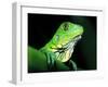 Green Iguana, Borro Colorado Island, Panama-Christian Ziegler-Framed Photographic Print