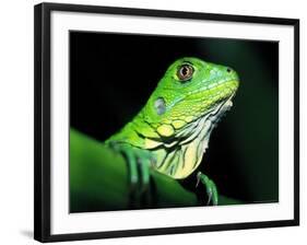 Green Iguana, Borro Colorado Island, Panama-Christian Ziegler-Framed Photographic Print