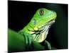 Green Iguana, Borro Colorado Island, Panama-Christian Ziegler-Mounted Photographic Print