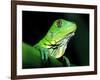 Green Iguana, Borro Colorado Island, Panama-Christian Ziegler-Framed Photographic Print