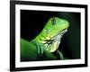 Green Iguana, Borro Colorado Island, Panama-Christian Ziegler-Framed Photographic Print