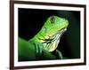 Green Iguana, Borro Colorado Island, Panama-Christian Ziegler-Framed Photographic Print