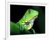 Green Iguana, Borro Colorado Island, Panama-Christian Ziegler-Framed Photographic Print