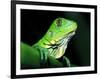 Green Iguana, Borro Colorado Island, Panama-Christian Ziegler-Framed Photographic Print