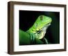 Green Iguana, Borro Colorado Island, Panama-Christian Ziegler-Framed Photographic Print