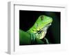 Green Iguana, Borro Colorado Island, Panama-Christian Ziegler-Framed Photographic Print