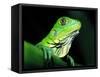 Green Iguana, Borro Colorado Island, Panama-Christian Ziegler-Framed Stretched Canvas