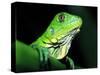 Green Iguana, Borro Colorado Island, Panama-Christian Ziegler-Stretched Canvas