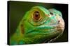 Green Iguana Closeup-FikMik-Stretched Canvas
