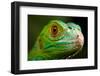 Green Iguana Closeup-FikMik-Framed Photographic Print