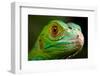 Green Iguana Closeup-FikMik-Framed Photographic Print