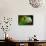 Green Iguana Closeup-FikMik-Photographic Print displayed on a wall
