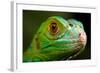 Green Iguana Closeup-FikMik-Framed Photographic Print