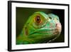 Green Iguana Closeup-FikMik-Framed Photographic Print