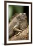 Green Iguana, Costa Rica-null-Framed Premium Photographic Print