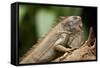 Green Iguana, Costa Rica-null-Framed Stretched Canvas
