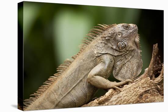 Green Iguana, Costa Rica-null-Stretched Canvas