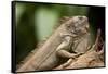 Green Iguana, Costa Rica-null-Framed Stretched Canvas