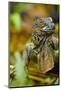 Green Iguana, Costa Rica-Paul Souders-Mounted Photographic Print