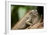 Green Iguana, Costa Rica-null-Framed Photographic Print