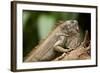 Green Iguana, Costa Rica-null-Framed Photographic Print