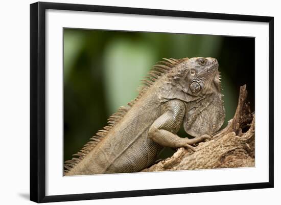 Green Iguana, Costa Rica-null-Framed Photographic Print