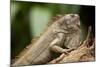 Green Iguana, Costa Rica-null-Mounted Photographic Print