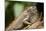 Green Iguana, Costa Rica-null-Mounted Photographic Print