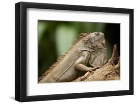 Green Iguana, Costa Rica-null-Framed Photographic Print