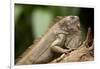 Green Iguana, Costa Rica-null-Framed Photographic Print