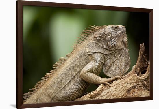 Green Iguana, Costa Rica-null-Framed Photographic Print