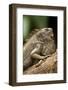 Green Iguana, Costa Rica-null-Framed Photographic Print