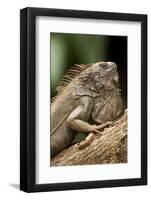 Green Iguana, Costa Rica-null-Framed Photographic Print
