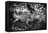 Green Iguana - Florida-Philippe Hugonnard-Framed Stretched Canvas