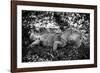 Green Iguana - Florida-Philippe Hugonnard-Framed Photographic Print